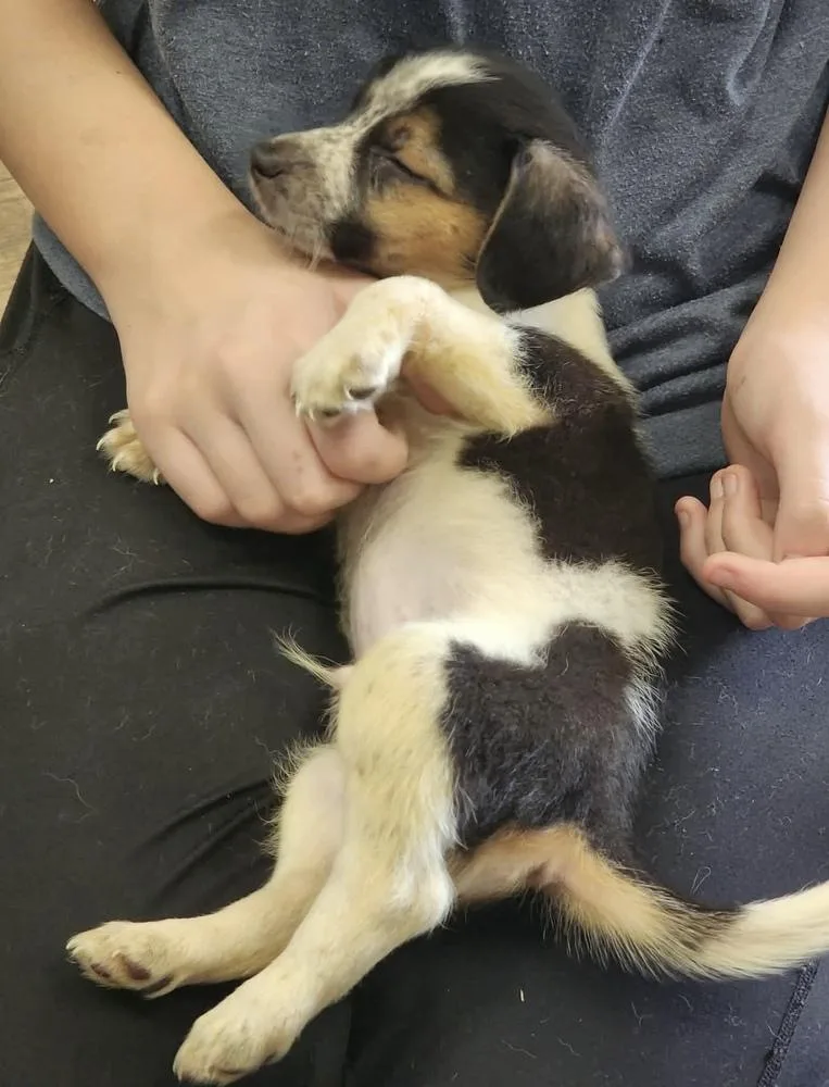 Biscuit thumbnail 2