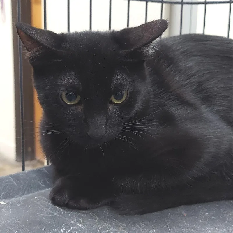 Jason Voorhees thumbnail 2