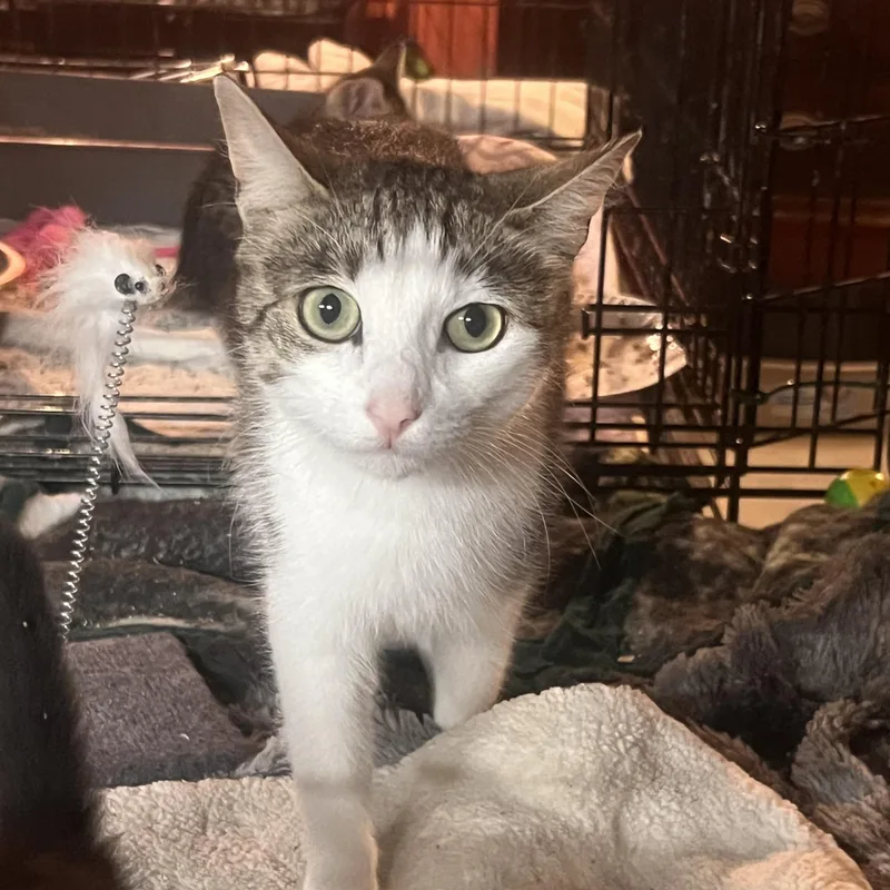 An adult small-sized female Domestic Short Hair cat named Mama Hannah for adoption in Manchester, CT