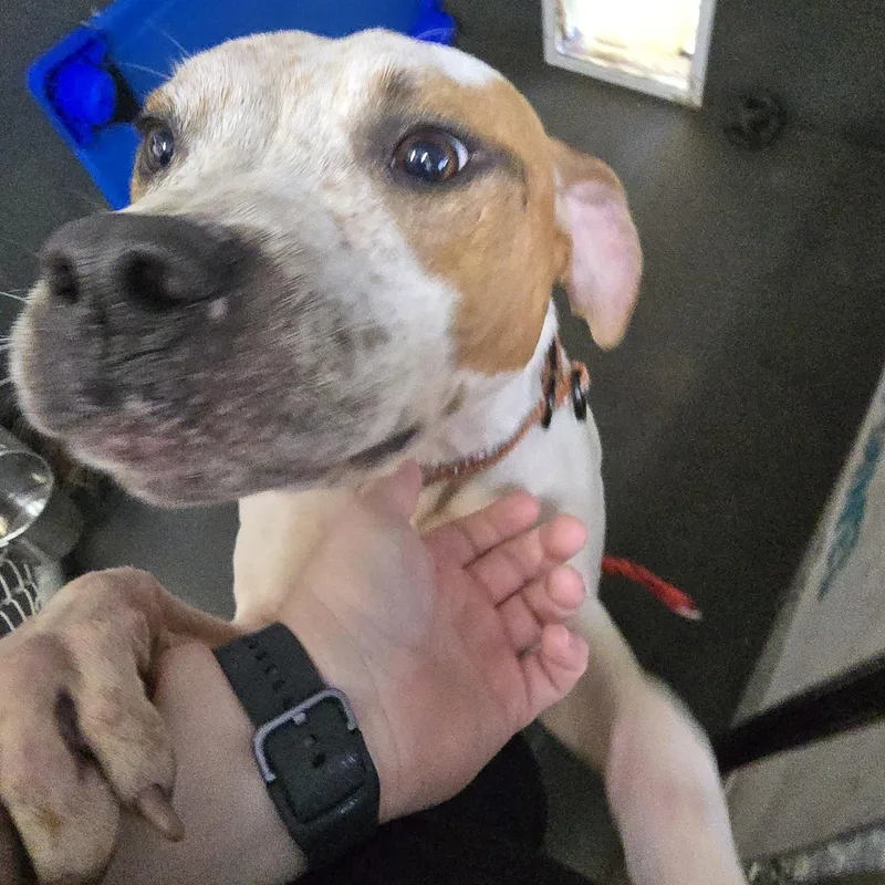 An adult medium-sized male White / Cream Pit Bull Terrier dog named Duncan for adoption in Pembroke Pines, FL
