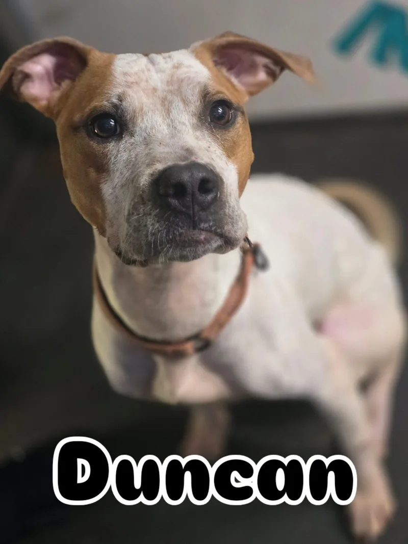 Duncan thumbnail 2