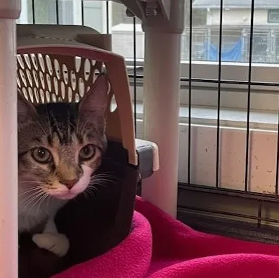 A young medium-sized female Tabby (Tiger Striped) Domestic Short Hair cat named Jingle for adoption in Attleboro, MA