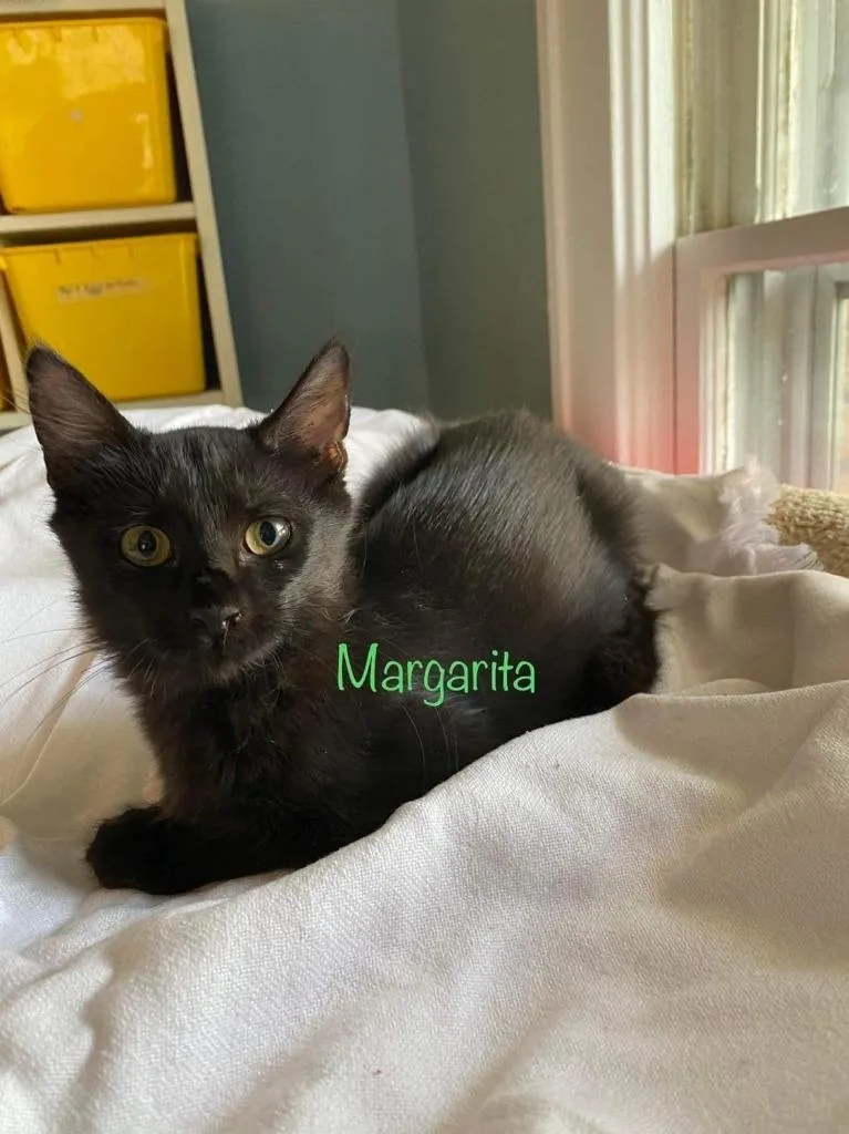 Margarita