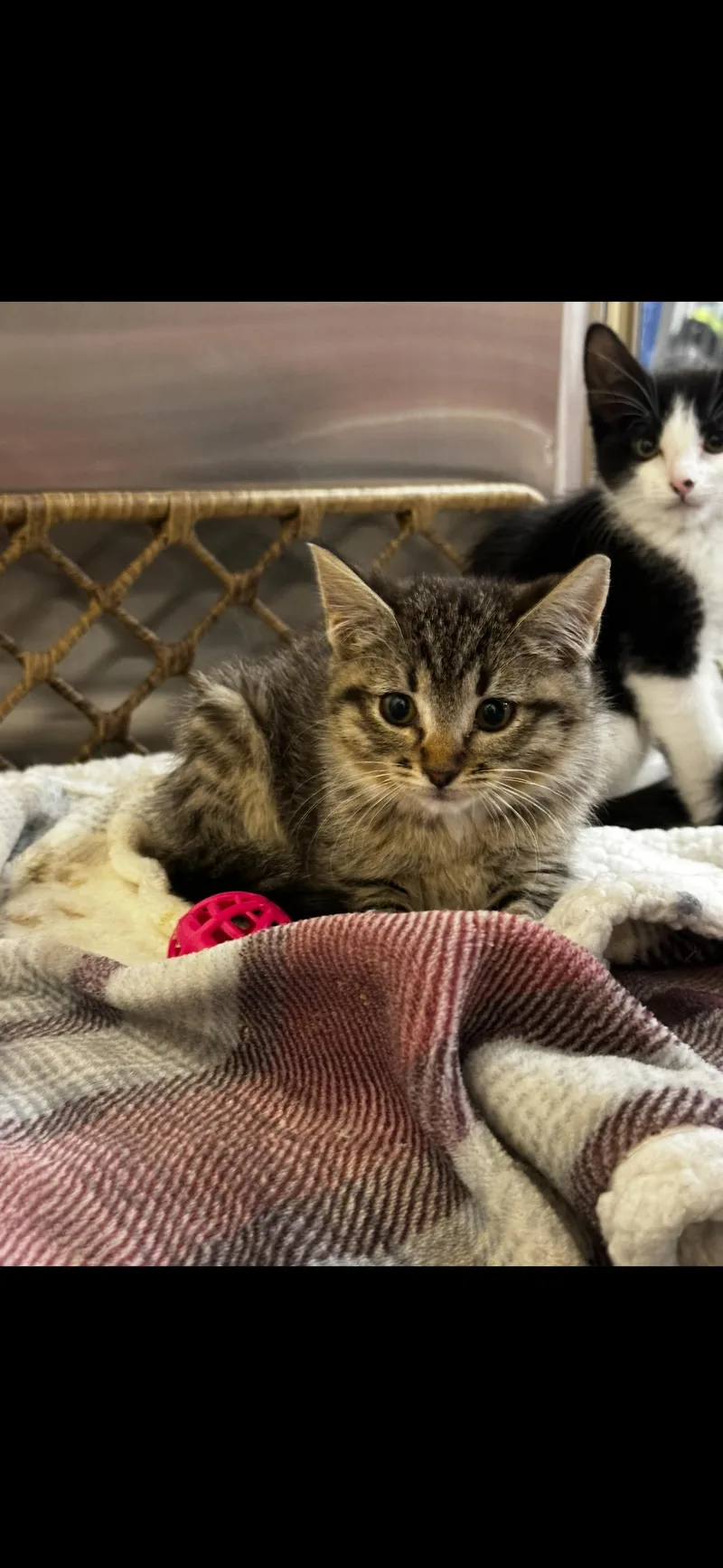 A young medium-sized female Tabby (Brown / Chocolate) Domestic Short Hair cat named Freya for adoption in Missoula, MT