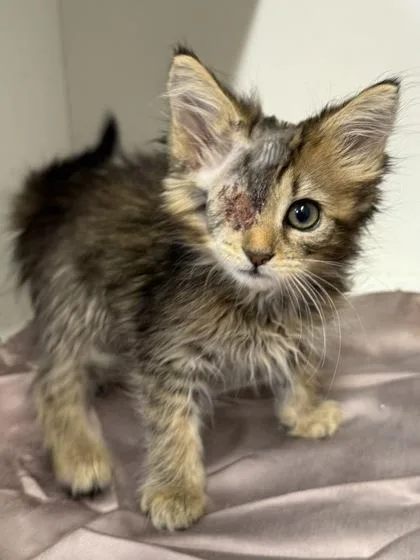 An adult medium-sized female Domestic Short Hair cat named Carrot for adoption in West Chester, PA