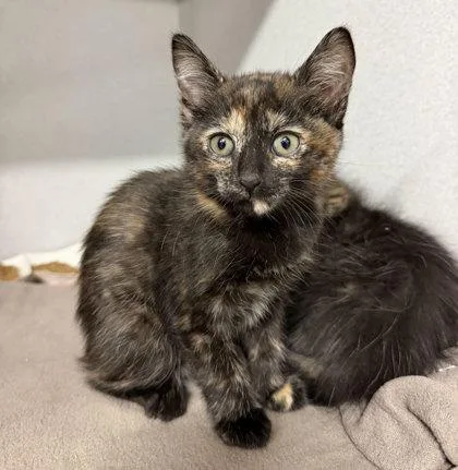 A baby small-sized female Domestic Short Hair cat named Penelope Pussycat for adoption in Sacramento, CA