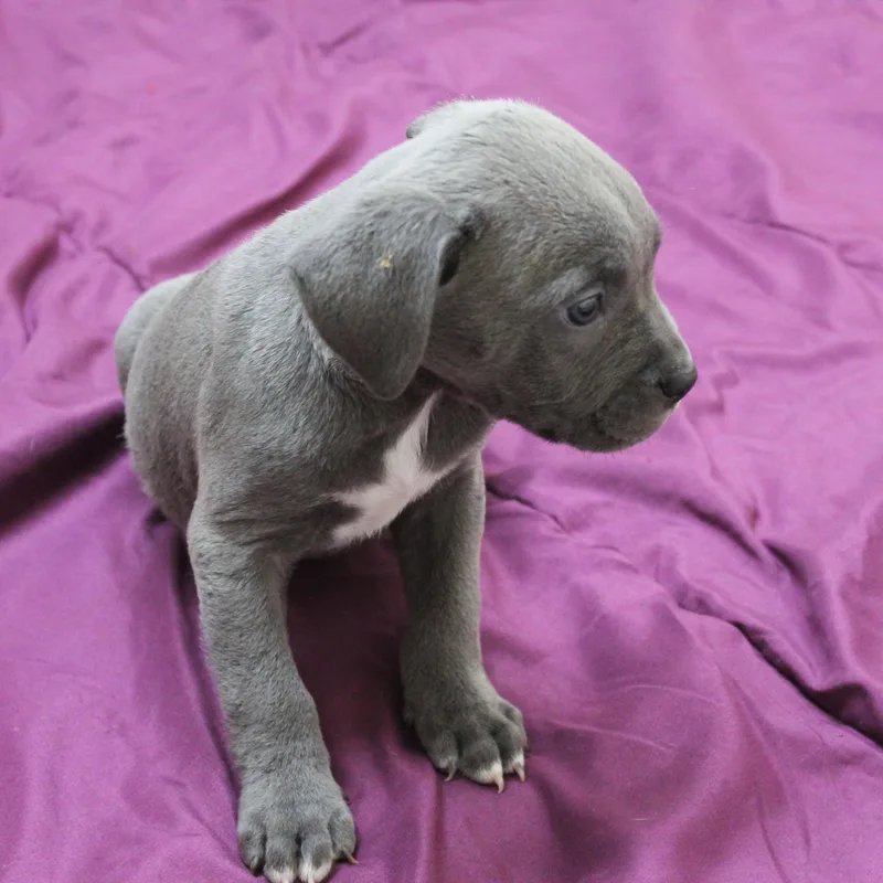 A baby medium-sized female Gray / Blue / Silver Pit Bull Terrier dog named Patti for adoption in Yucca Valley, CA