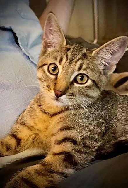 A young medium-sized male Tabby (Brown / Chocolate) Domestic Short Hair cat named Flux for adoption in Portland, OR