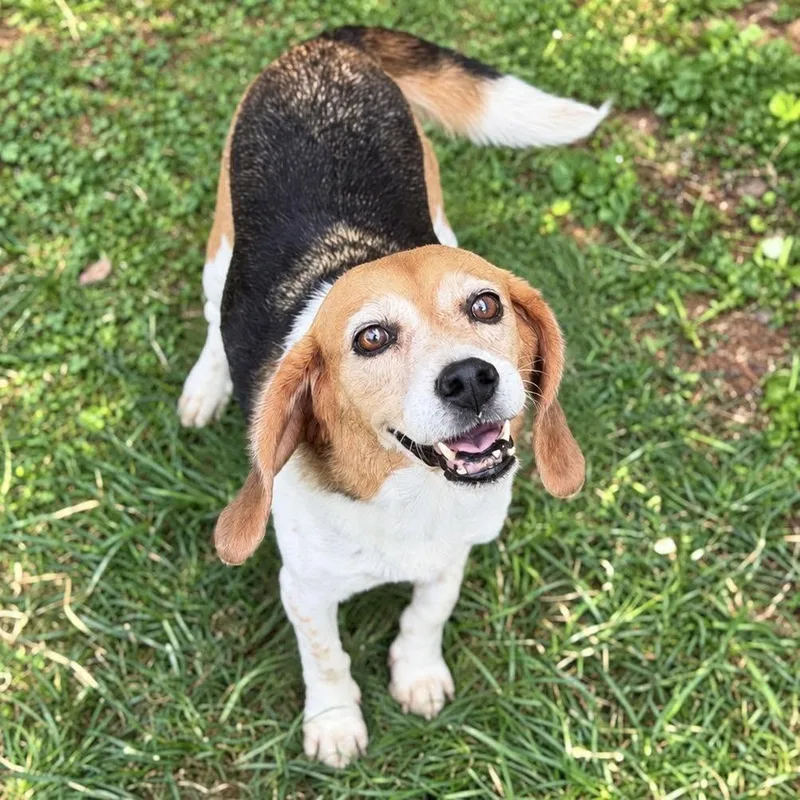 A senior medium-sized female Brown / Chocolate Beagle dog named Penny for adoption in Brownsboro, AL