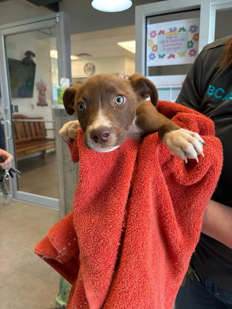 A baby small-sized male Mixed Breed dog named Parker for adoption in Bossier City, LA