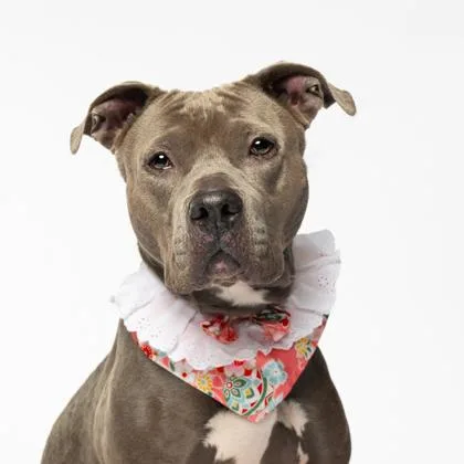 An adult medium-sized female Mixed Breed dog named Augie for adoption in Atlanta, GA