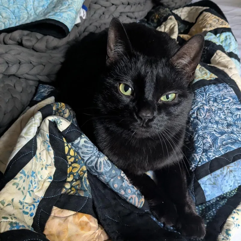 An adult small-sized female Black Domestic Short Hair cat named Bean for adoption in Falls Church, VA