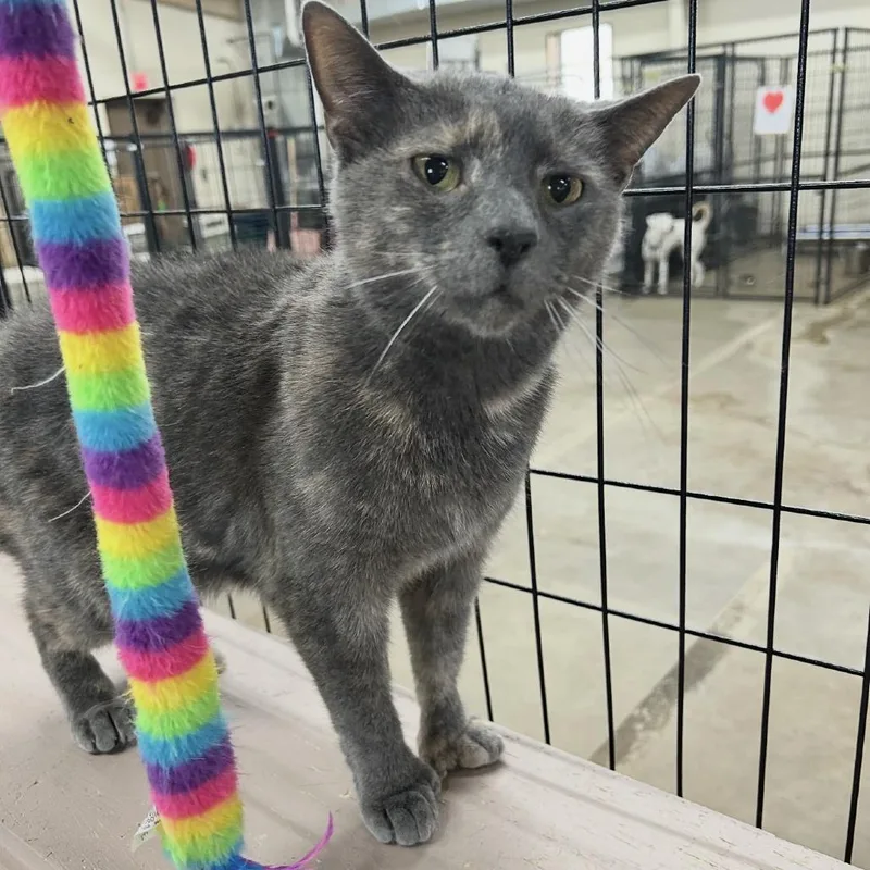 An adult medium-sized female Calico Extra-Toes Cat / Hemingway Polydactyl cat named C Gia Rose for adoption in Franklin, PA