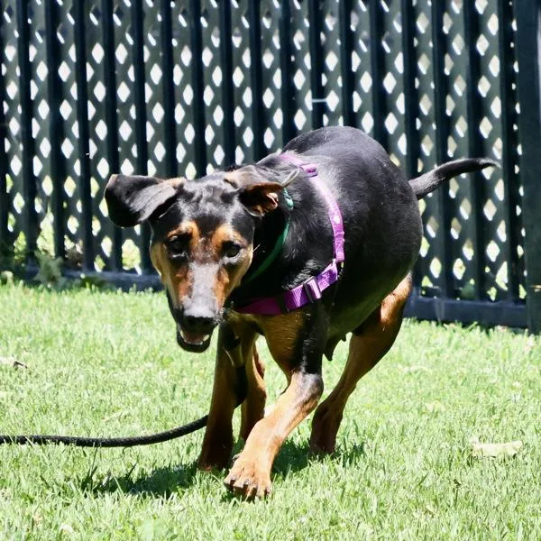 A young large-sized female Doberman Pinscher dog named Ladybug for adoption in Dublin, CA