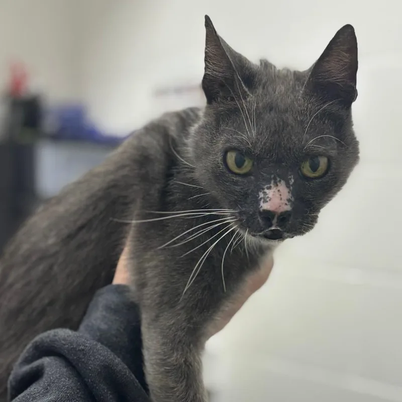 An adult medium-sized male Domestic Short Hair cat named Nobby for adoption in Corpus Christi, TX