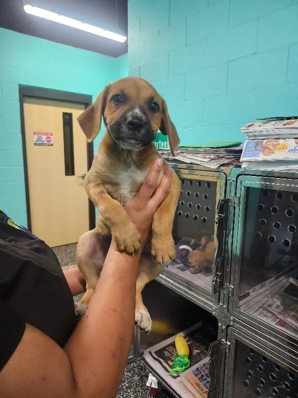 A young medium-sized female Brown / Chocolate Boxer dog named Lisa Marie for adoption in Jackson, TN