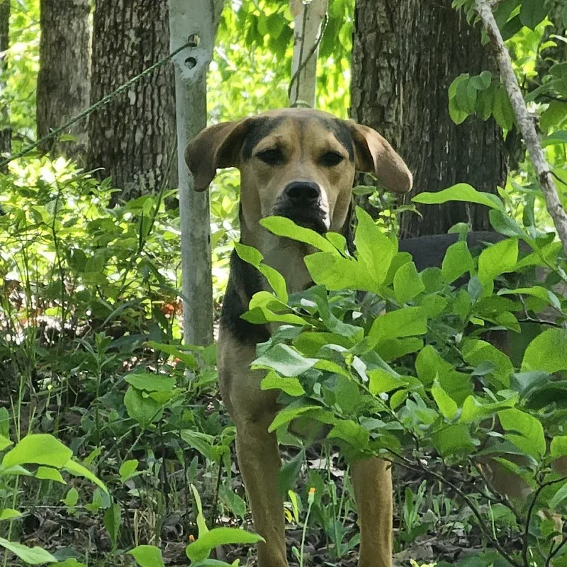 Dutchess thumbnail 5