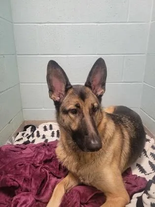 An adult large-sized female German Shepherd Dog dog named Qt for adoption in Fishers, IN