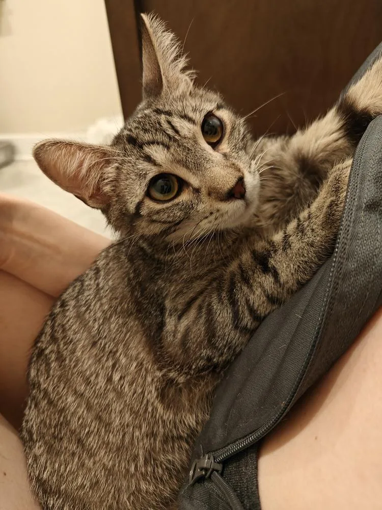 A baby small-sized male Domestic Short Hair cat named Powerline for adoption in Chicago, IL