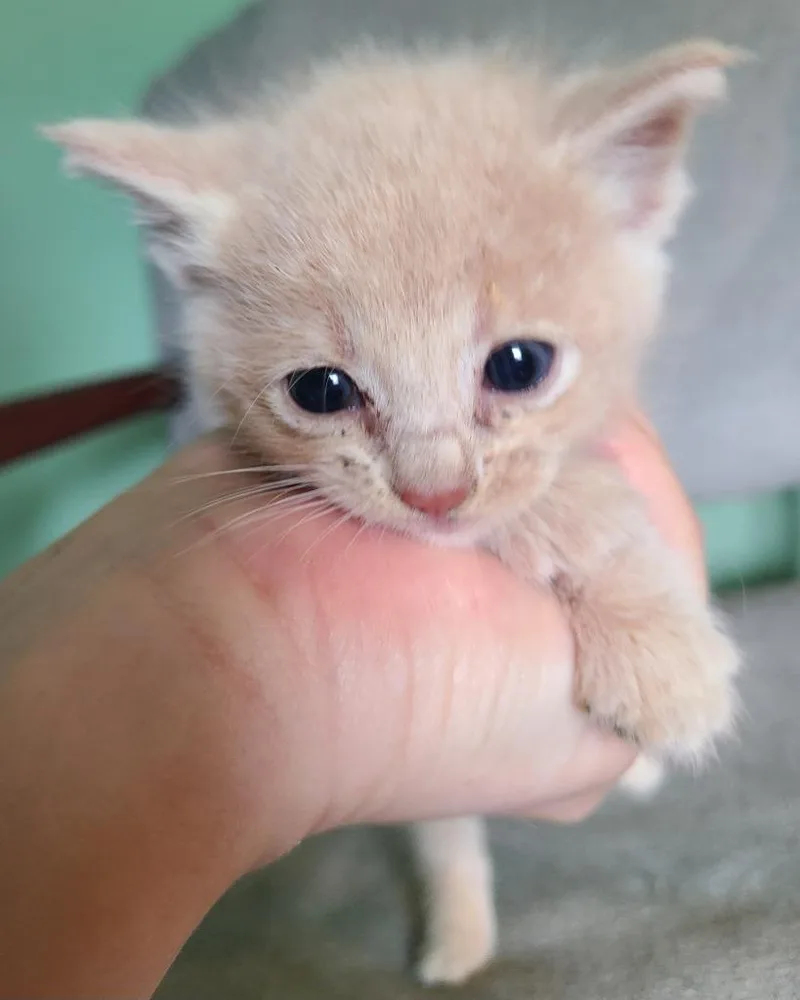 A baby medium-sized male Domestic Short Hair cat named Clover for adoption in Portland, IN