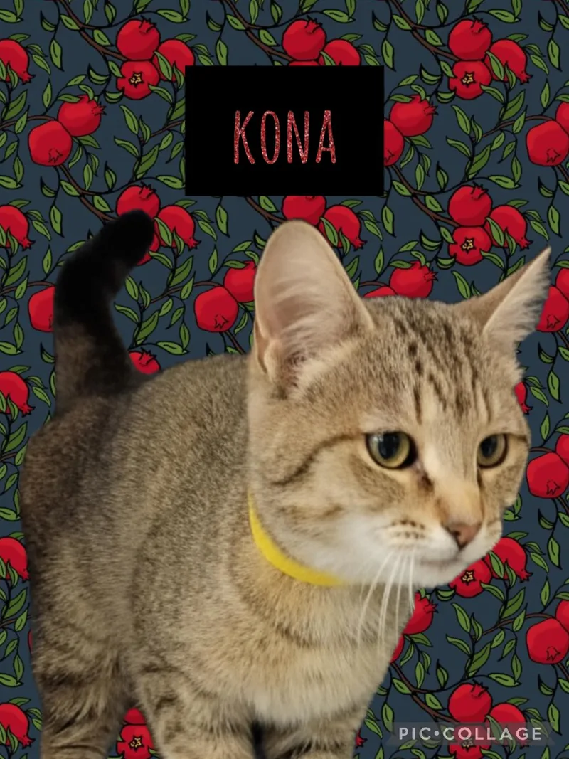 Kona