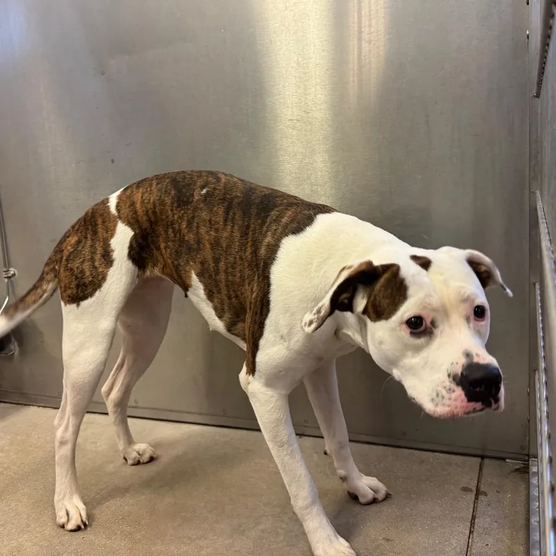 An adult large-sized female Pit Bull Terrier dog named YORKStray for adoption in York, PA