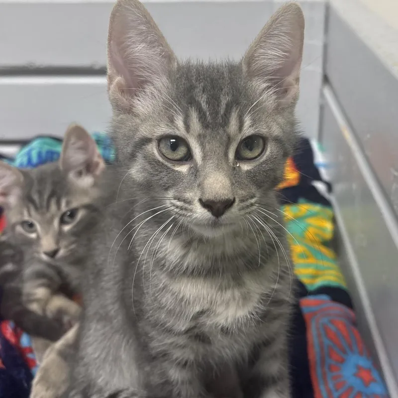 A baby small-sized male Gray / Blue / Silver Domestic Short Hair cat named Vitos for adoption in Middleburg, FL