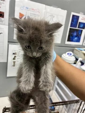 A baby small-sized female Domestic Long Hair cat named Smokey for adoption in San Martin, CA