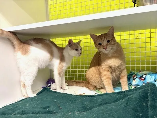 An adult medium-sized male Orange & White Domestic Short Hair cat named Jacob for adoption in Mound, MN