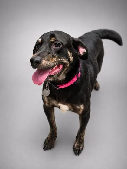 An adult medium-sized female Labrador Retriever dog named Criat for adoption in Bowling Green, KY