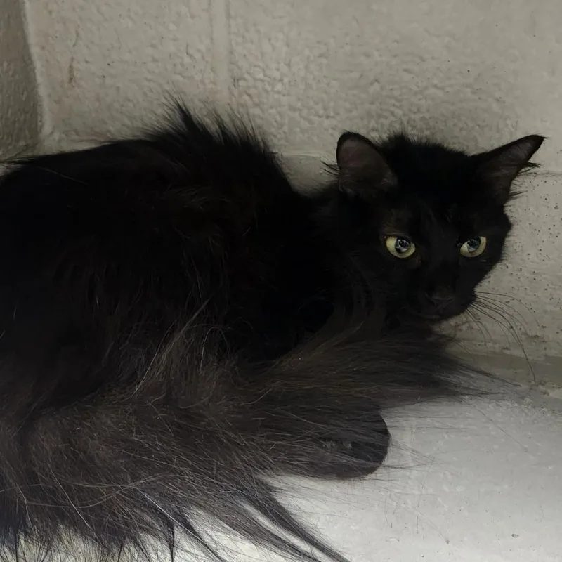 An adult medium-sized female Black Domestic Long Hair cat named Vader for adoption in Edwardsville, IL