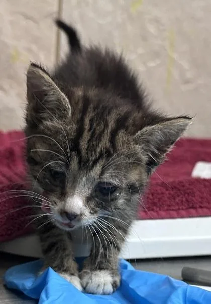 A baby small-sized female Domestic Short Hair cat named Lolly for adoption in Honolulu, HI