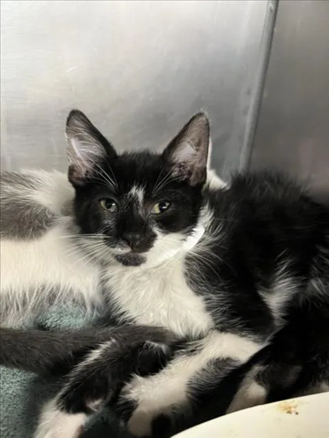 A baby small-sized male Black & White / Tuxedo Domestic Short Hair cat named Seven for adoption in Woodland, CA