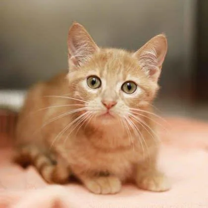 A baby small-sized female Orange / Red Domestic Short Hair cat named Phoebe for adoption in Atlanta, GA