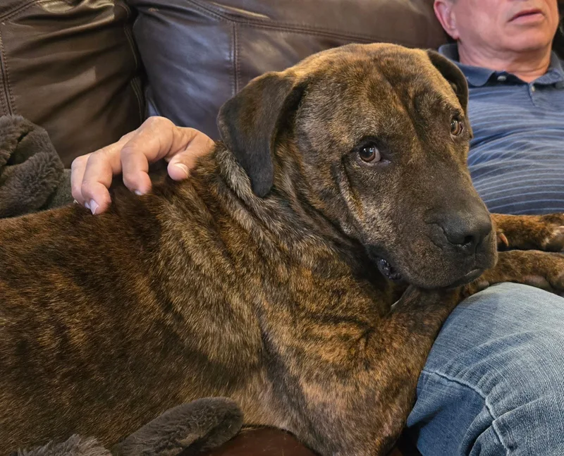 An adult large-sized male Brindle Mastiff dog named Bonsai for adoption in Polk, OH