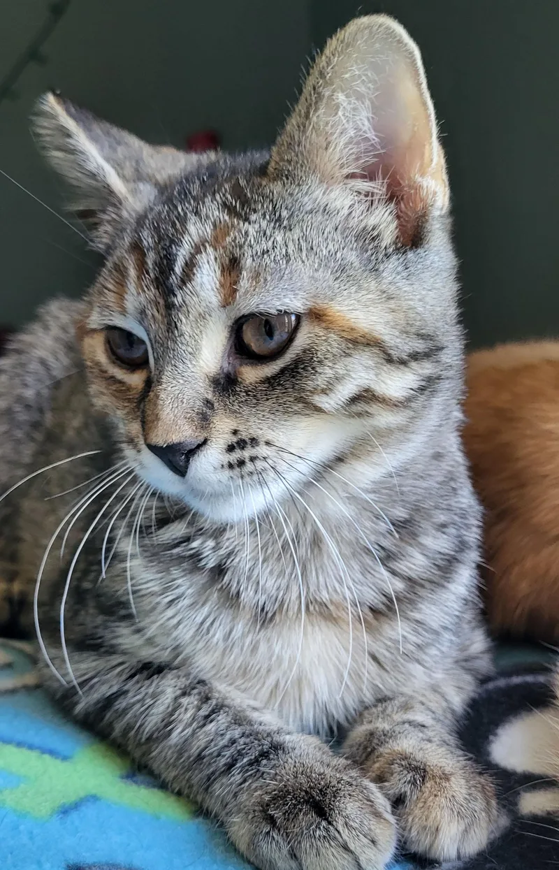 A baby small-sized female Calico Domestic Short Hair cat named Ruby for adoption in Milwaukee, WI