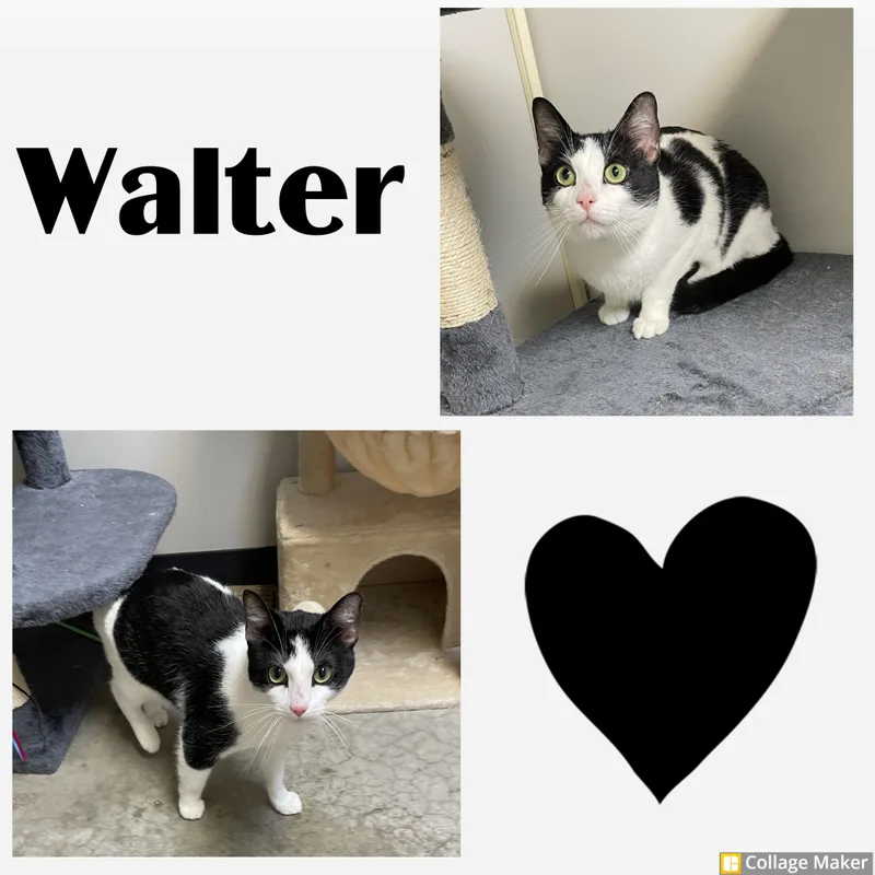 An adult medium-sized male Domestic Short Hair cat named Walter for adoption in Clearfield, PA