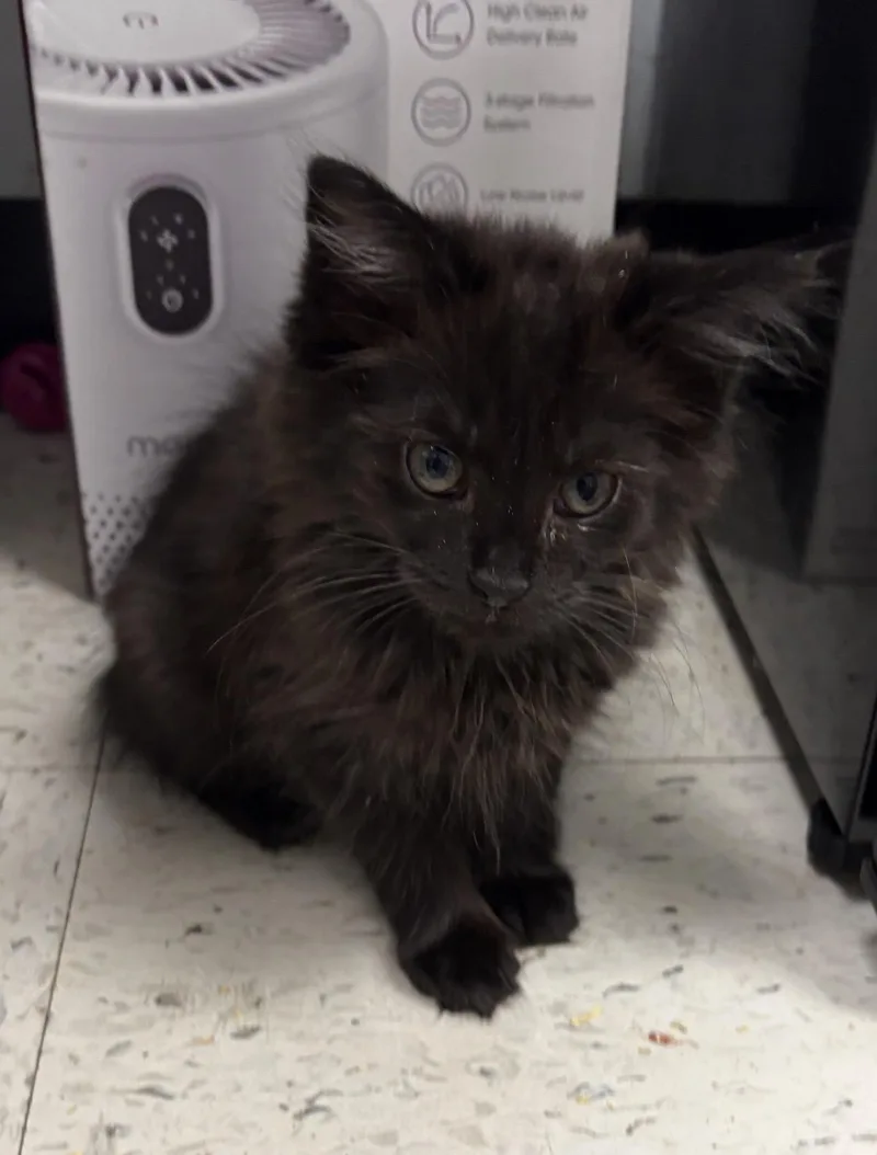 A baby small-sized male Domestic Short Hair cat named Tuscon for adoption in North Arlington, NJ