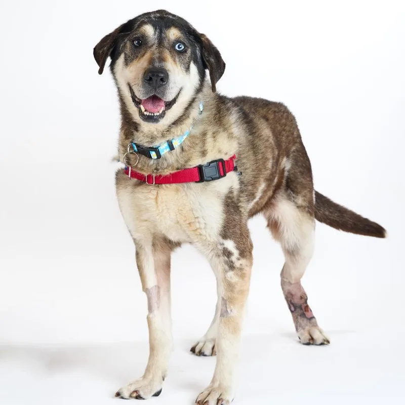 A senior large-sized female Black Catahoula Leopard Dog dog named Willow Wags for adoption in San Francisco, CA