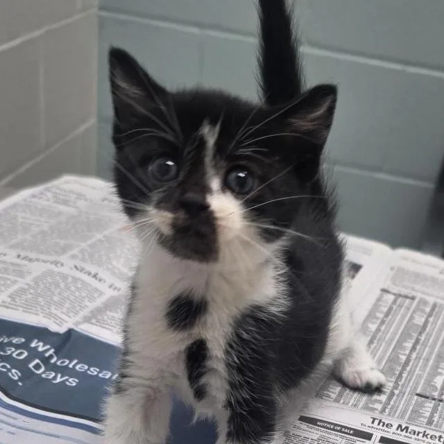 A baby small-sized female Black Domestic Short Hair cat named Ultramarine for adoption in Jacksonville, FL