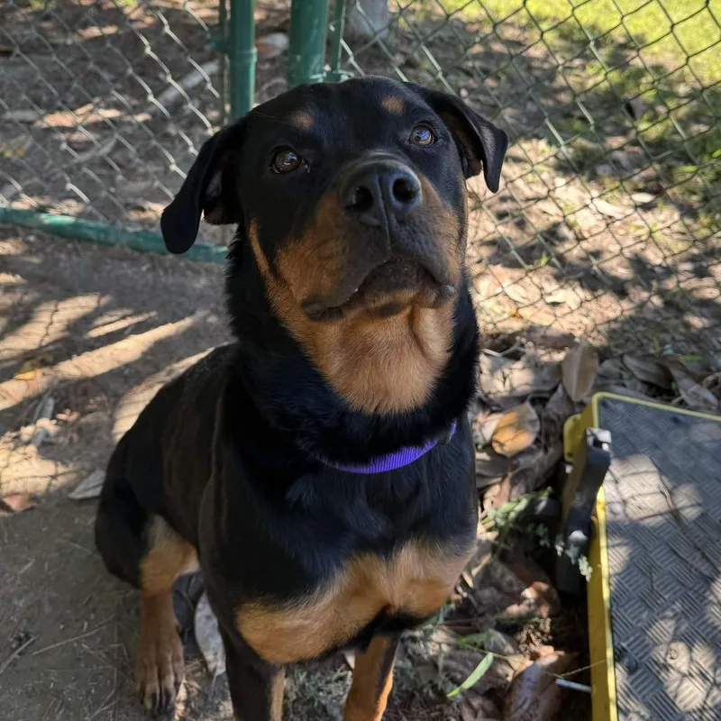 An adult large-sized female Rottweiler dog named Zarah for adoption in Gloucester, VA