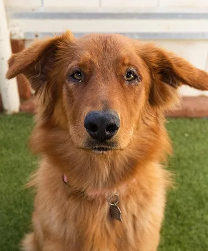 An adult medium-sized female Red / Chestnut / Orange Golden Retriever dog named Diva for adoption in Encinitas, CA