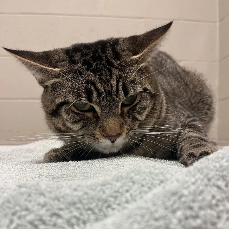 An adult medium-sized male Brown / Chocolate Domestic Short Hair cat named Crater for adoption in Evanston, IL