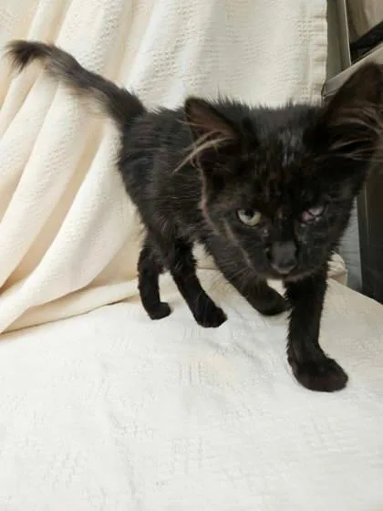A young small-sized female Black Domestic Medium Hair cat named Rogue for adoption in McCook, NE