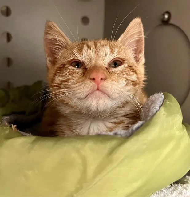 A baby small-sized male Domestic Short Hair cat named Randy for adoption in San Francisco, CA