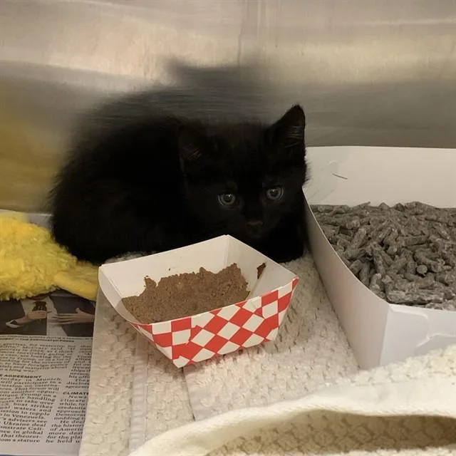 A baby small-sized female Domestic Short Hair cat named Paprika for adoption in San Jose, CA