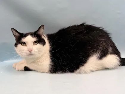 An adult small-sized male Domestic Short Hair cat named Beau for adoption in Coon Rapids, MN