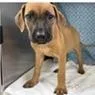 A baby medium-sized female Black Mouth Cur dog named Knox for adoption in Tampa, FL