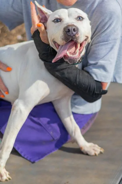An adult medium-sized female Mixed Breed dog named Ranch Dressing for adoption in Chamblee, GA
