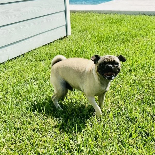 A young small-sized male Yellow / Tan / Blond / Fawn Pug dog named Benjy for adoption in Alvin, TX